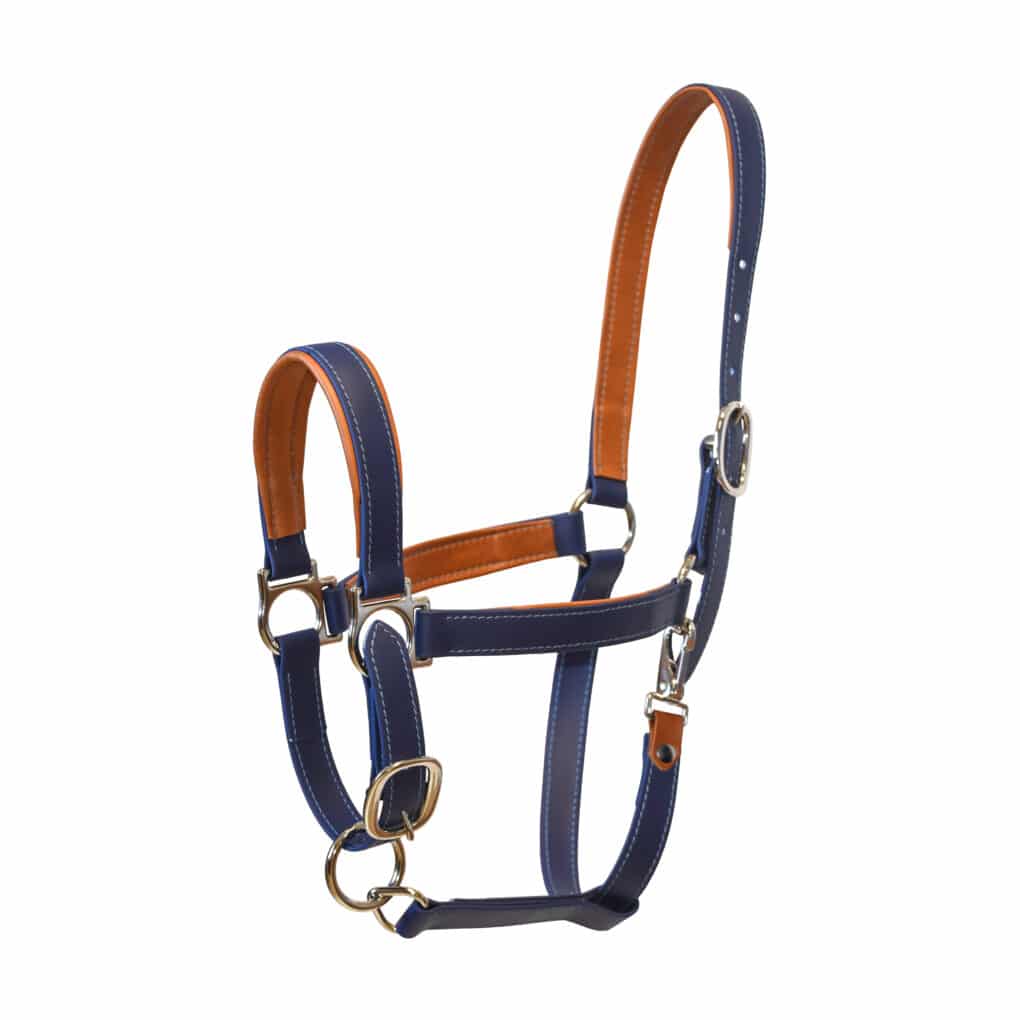 Licol bleu - Macel Halter