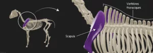 Anatomie dos