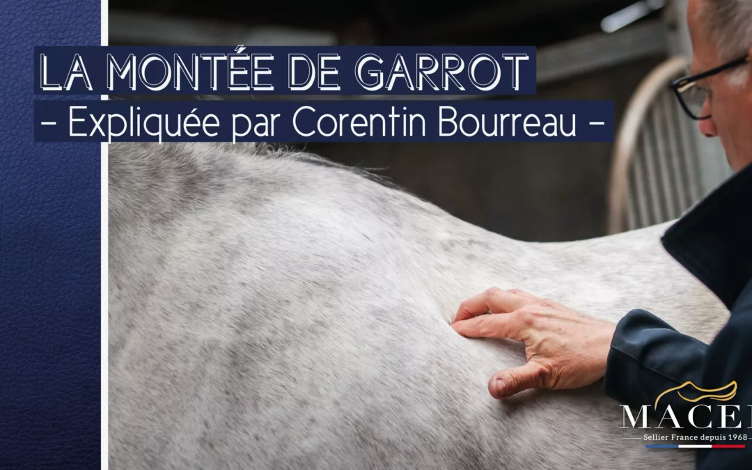 Avec une selle adaptée, votre cheval va changer