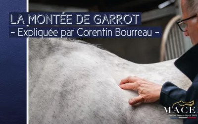 Avec une selle adaptée, votre cheval va changer